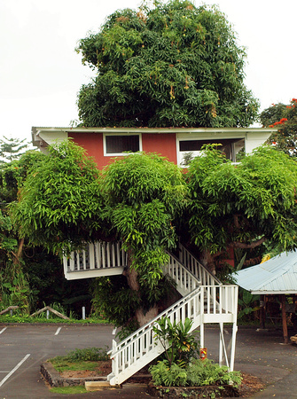 Treehouse at Kona Coffee Mill