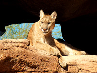 Vigilant Cougar