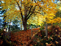 Fall Foliage at Woodstock Farm