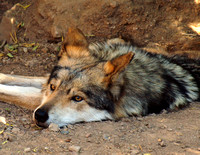 Sleepy Desert Wolf