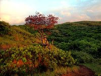 Honokane Nui Ridge