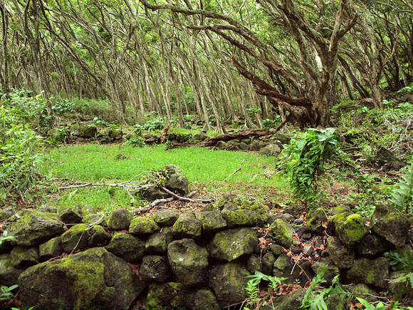 Ruins in Honokane Nui Valley